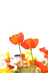 西安世园会花卉摄影