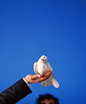 鸽子