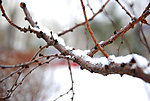 傲雪