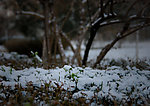 雪景