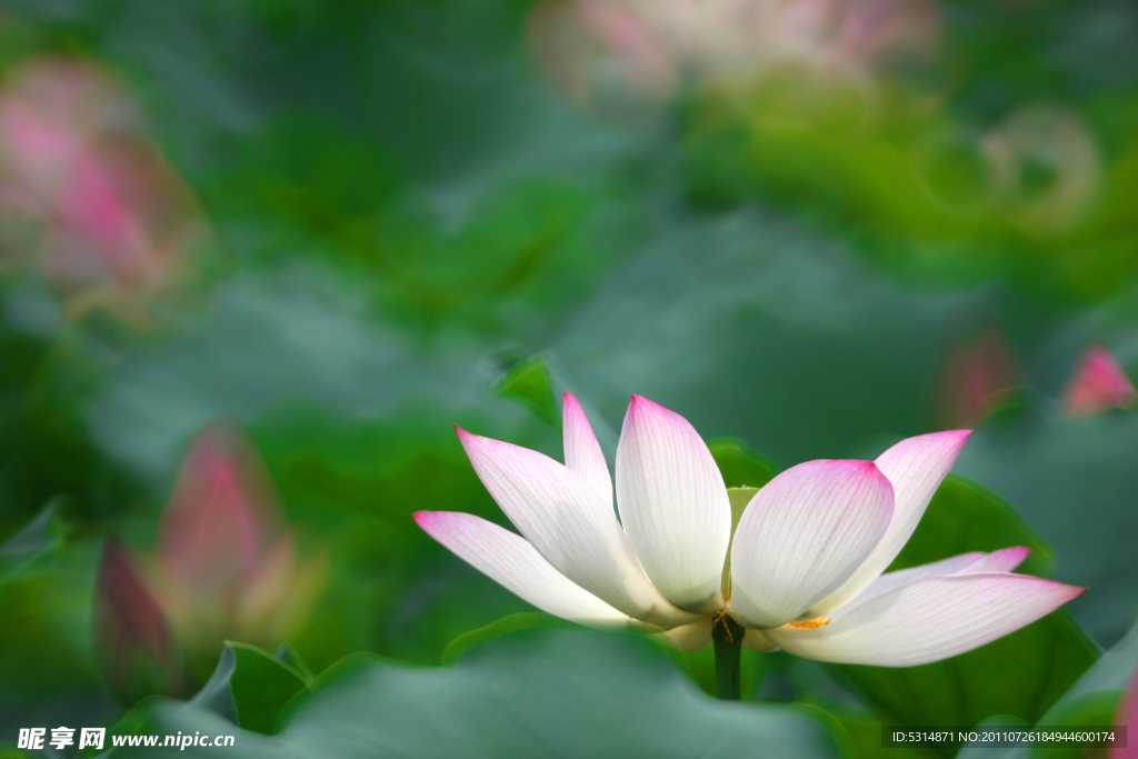 荷花