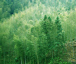 山脚竹林