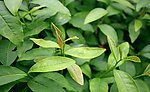 茶叶