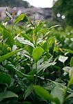 茶叶