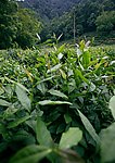 茶叶