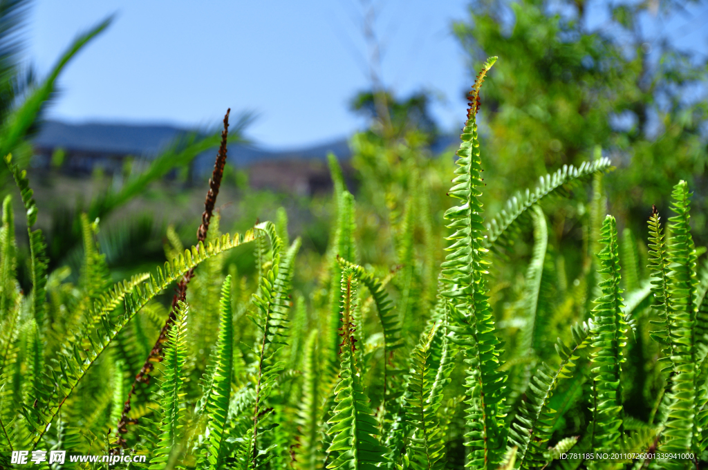 野草