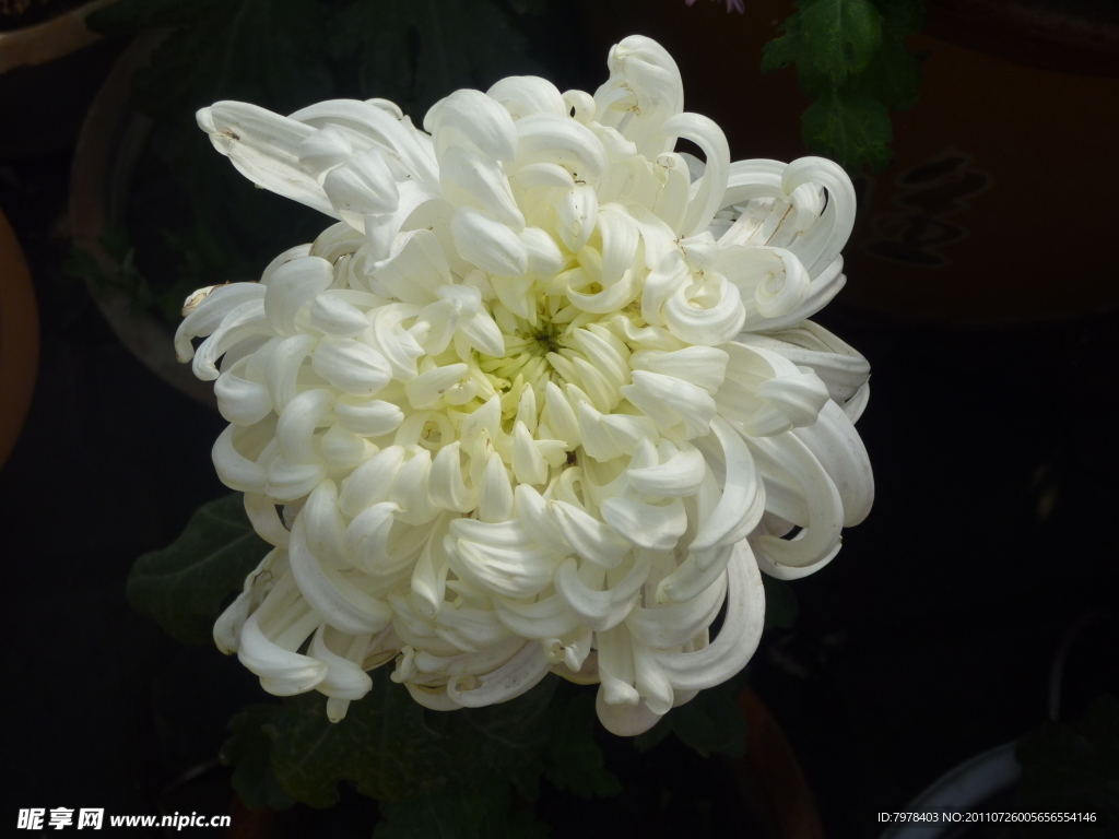 菊花