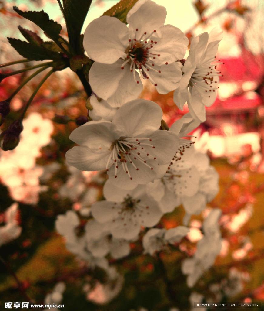 日本樱花特写