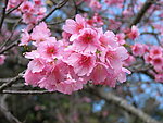 日本樱花特写