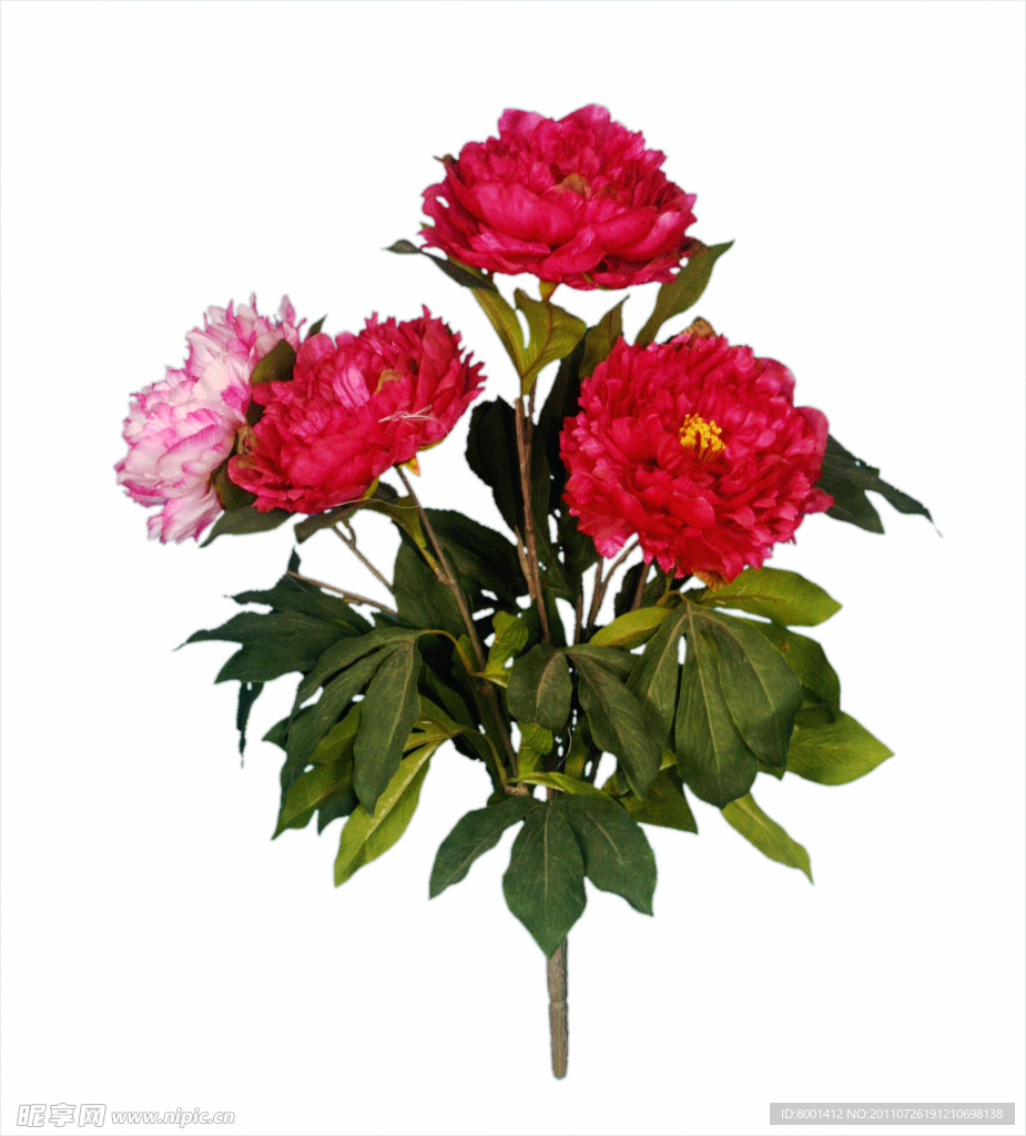 花之富贵者