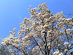玉兰