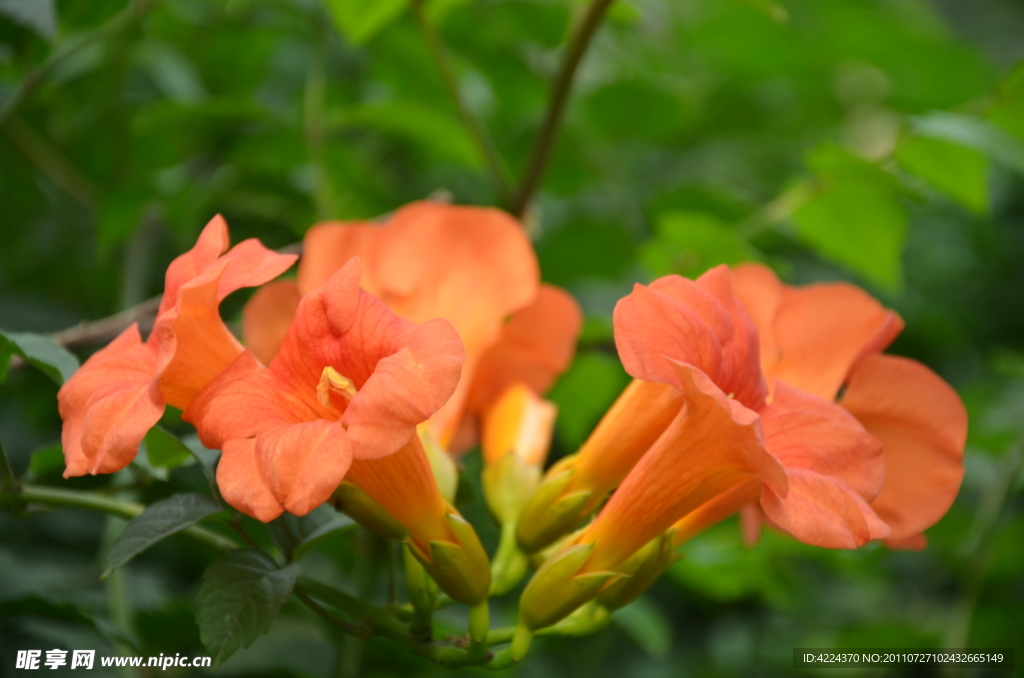凌霄花