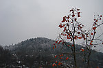 雪中的柿子树