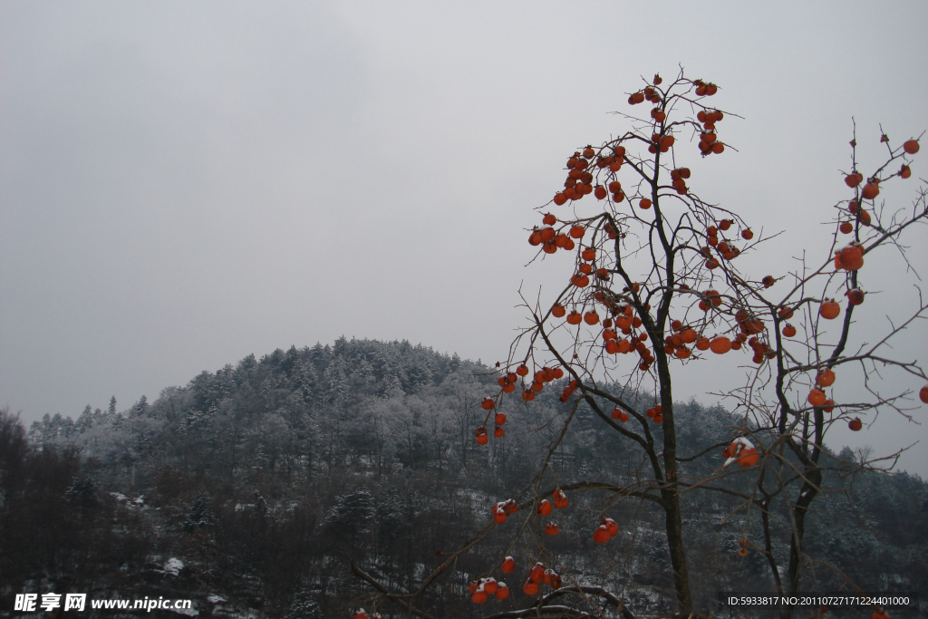 雪中的柿子树