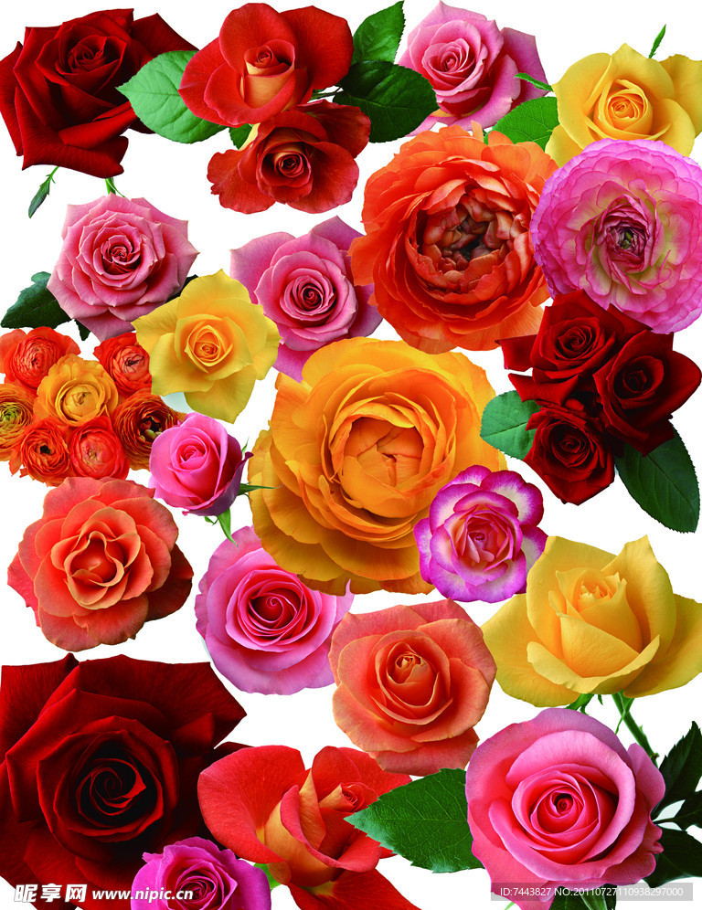 玫瑰花
