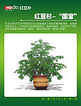 红豆杉特点