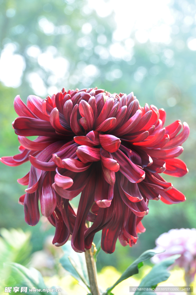 花 特写