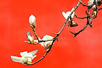 白玉兰花