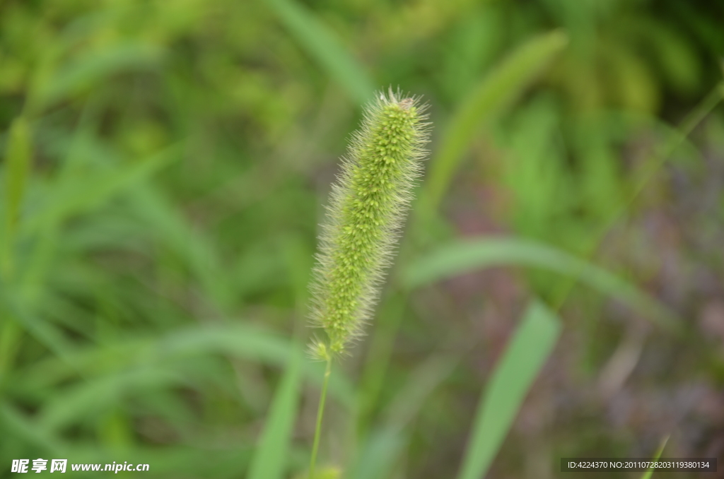 狗尾草