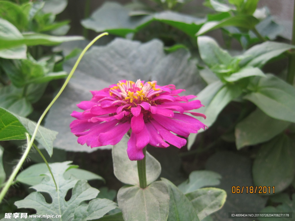 花 红花