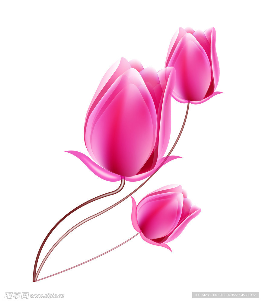 玫瑰花