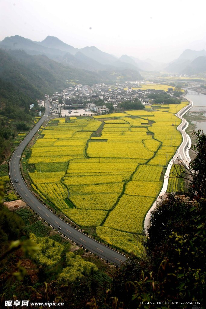 油菜花美景