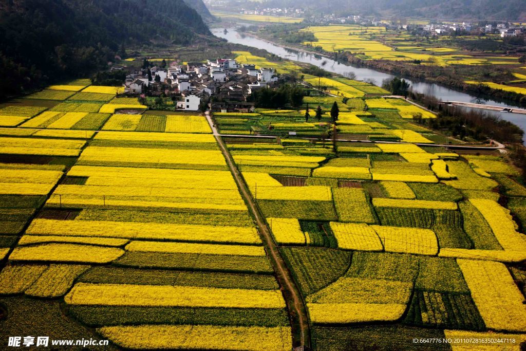 油菜花美景