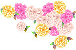 牡丹花开
