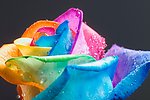 彩虹玫瑰