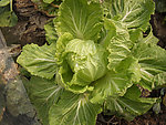 生菜