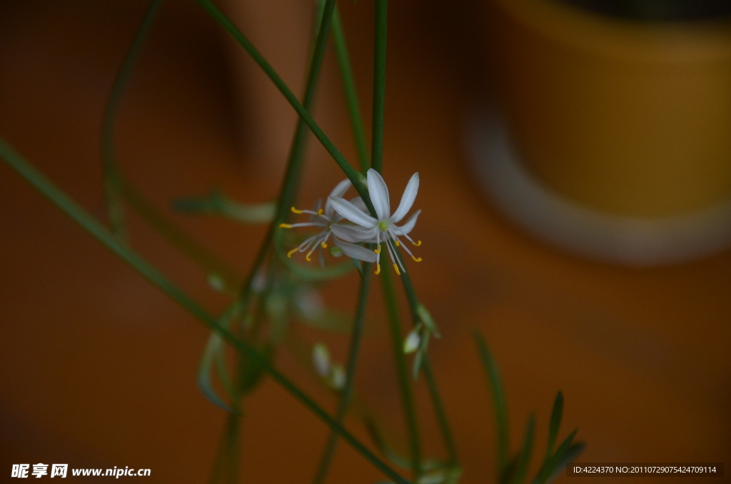 硬叶吊兰花