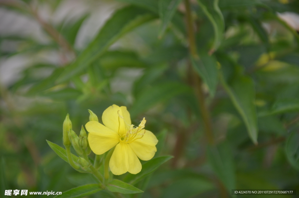 月见草花