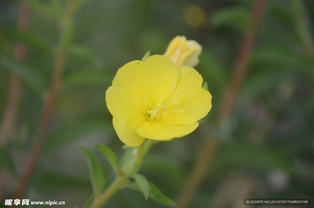 月见草花