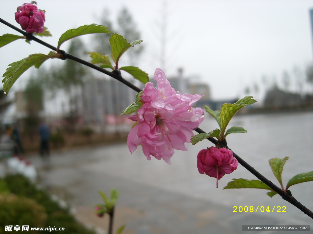 桃花