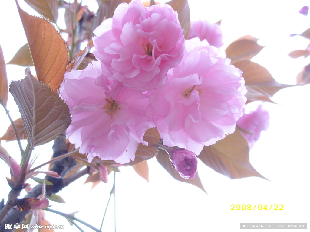 桃花
