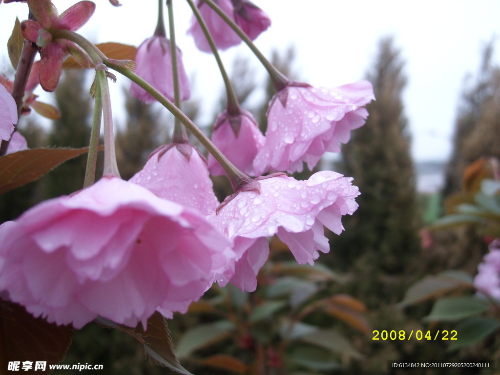 桃花