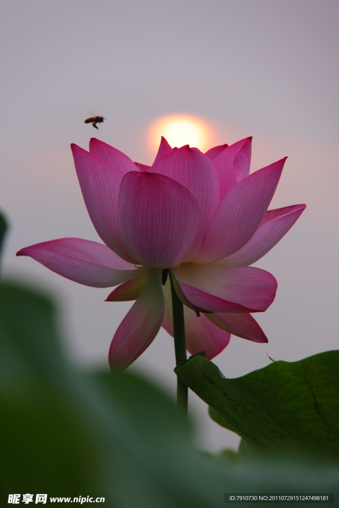 荷花