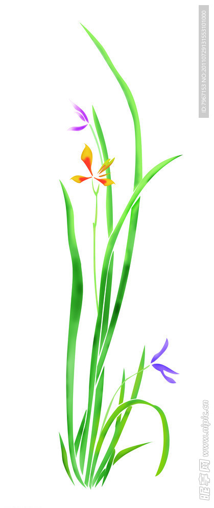 兰花