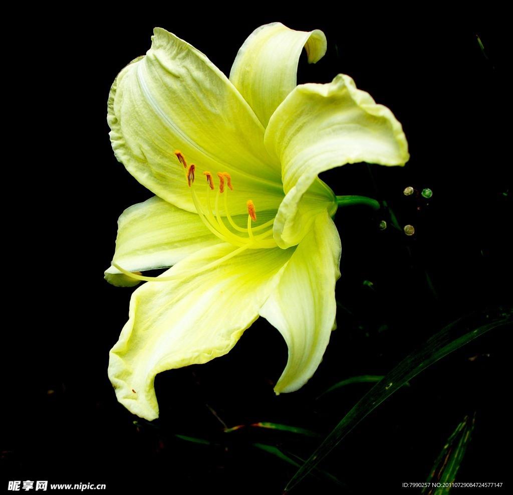 黄百合