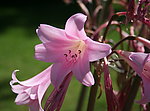 粉色百合花