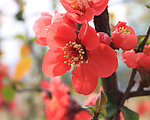 红色桃花
