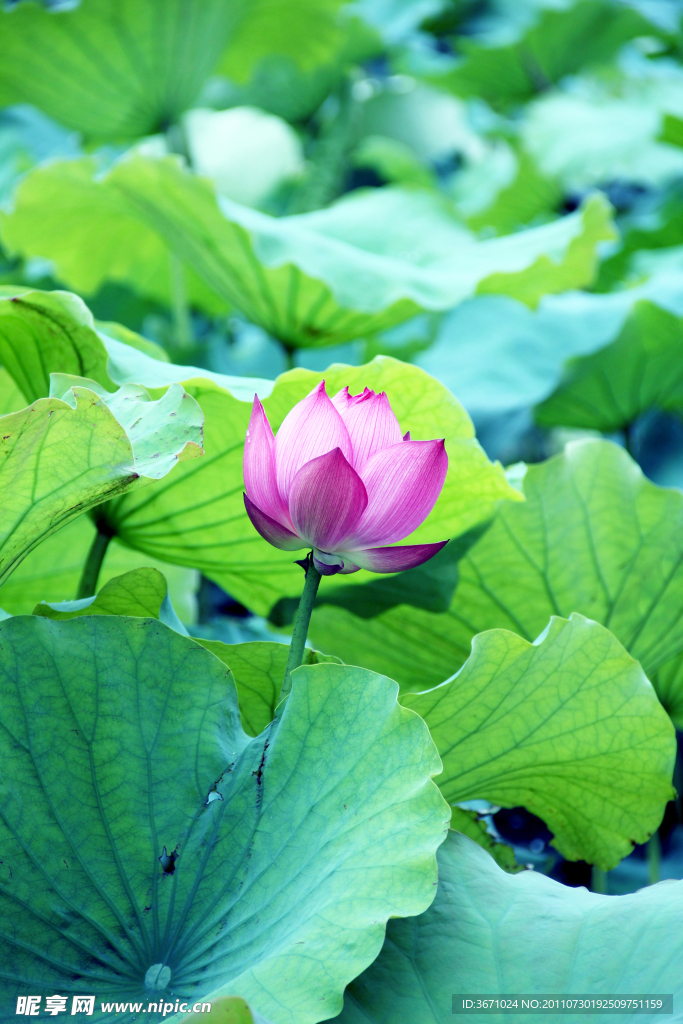 荷花