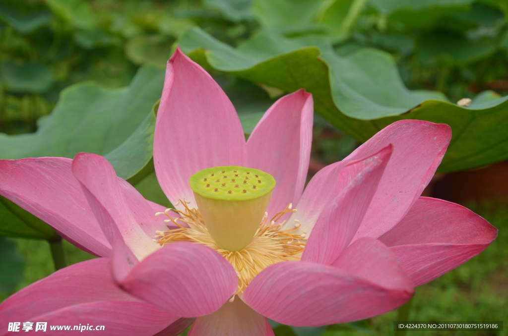 菏花花心