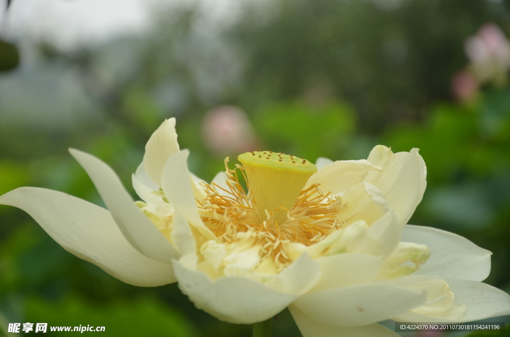 菏花