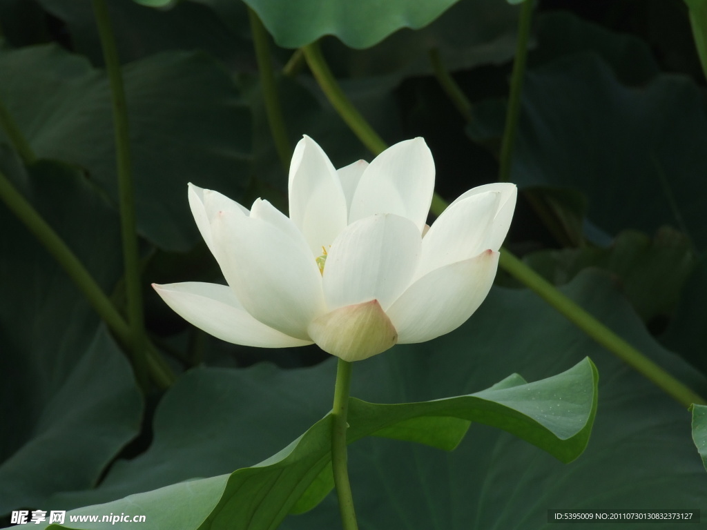 荷花