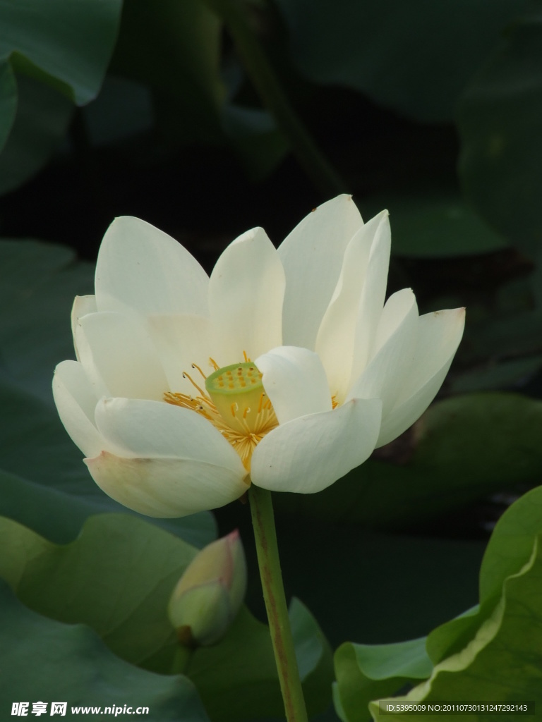 荷花