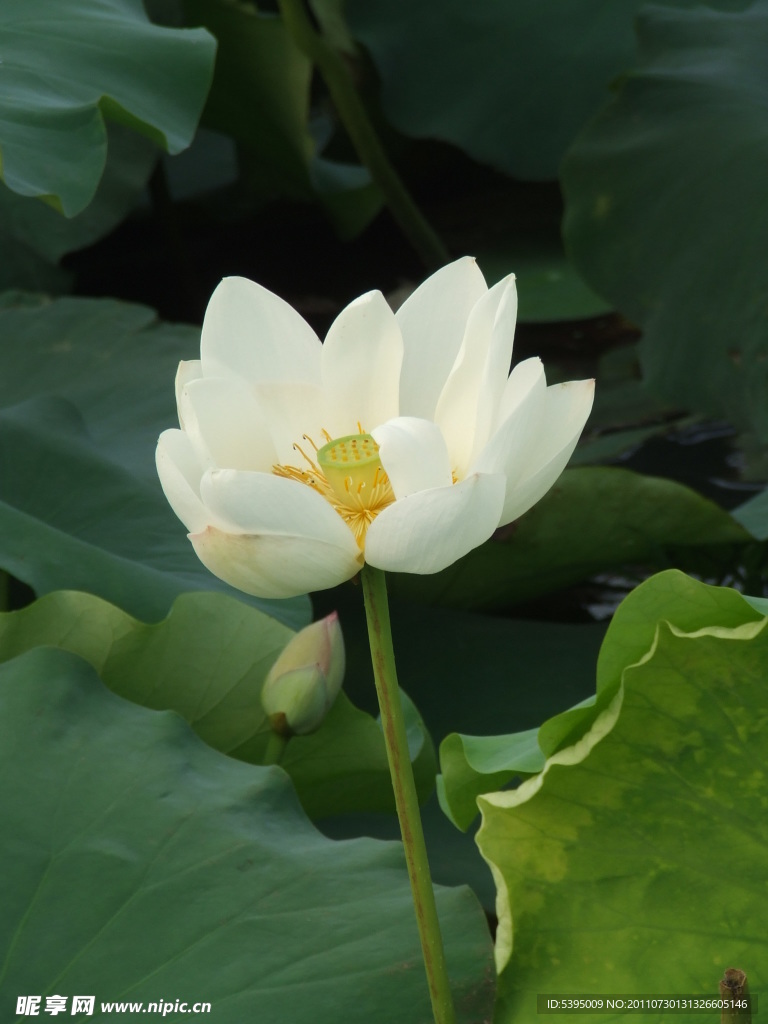 荷花