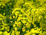油菜花