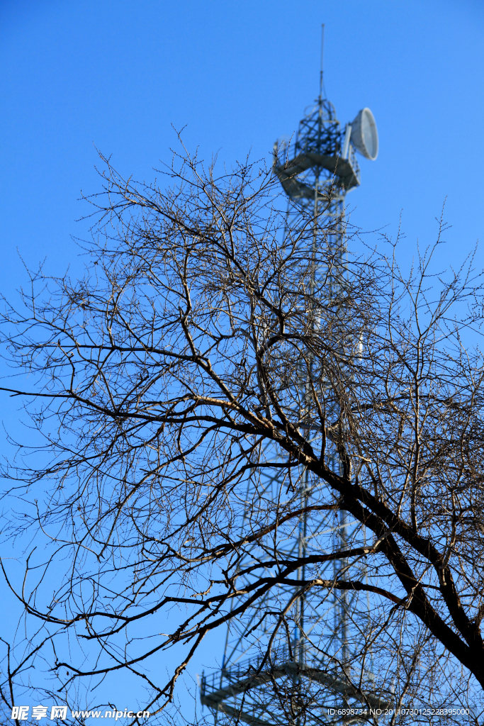 枯树后的信号塔