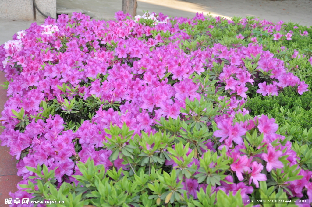 杜鹃花